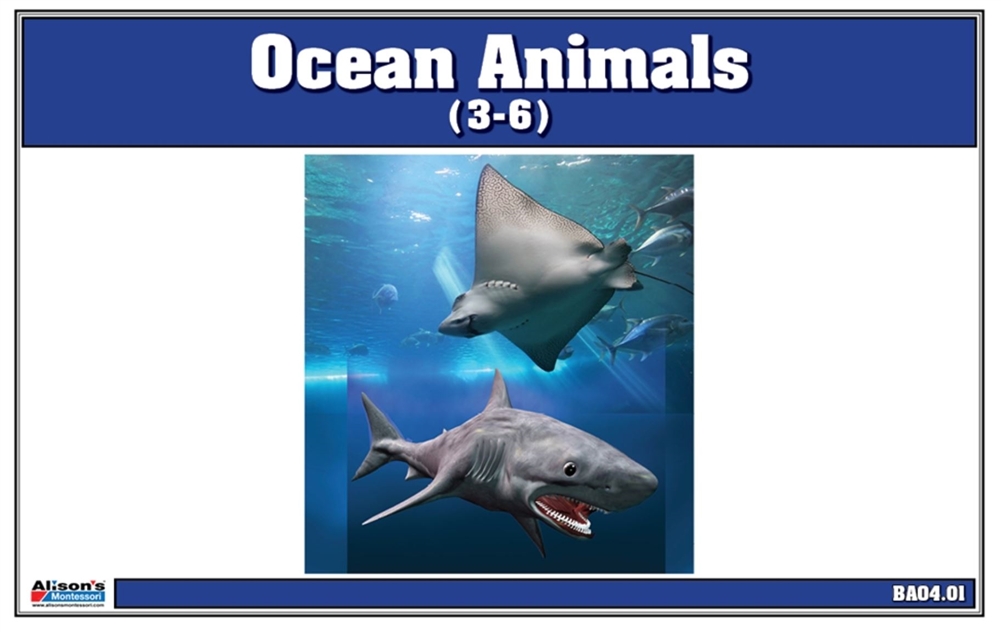  Ocean Animals Nomenclature Cards