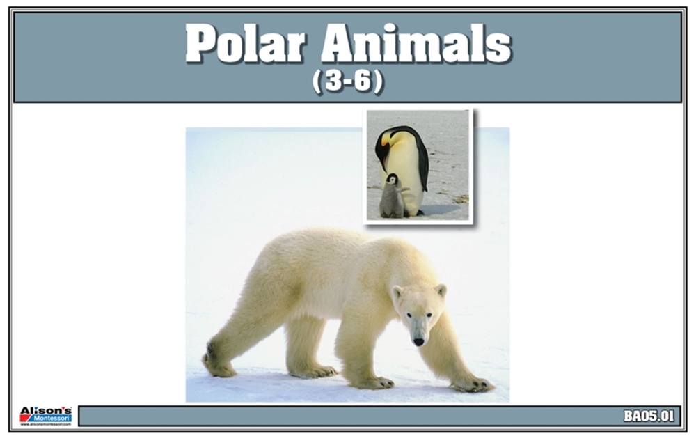  Polar Region Animals Nomenclature Cards 
