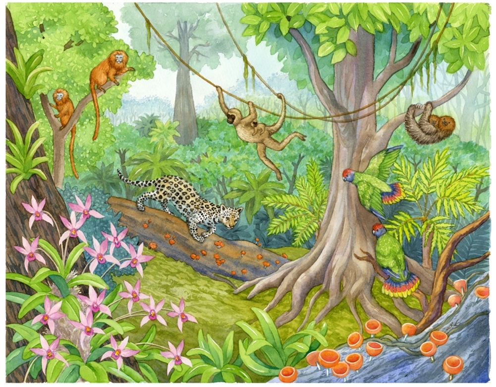 Montessori Materials: Biome Charts - Tropical Rainforest Biome