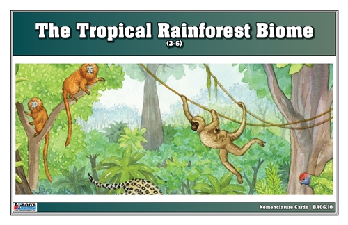 Tropical Rainforest Biome Nomenclature Cards (3-6)