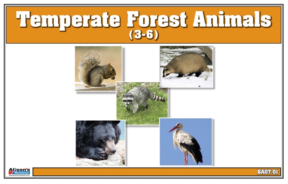 Montessori Materials Temperate Forest Animals Nomenclature Cards Printed