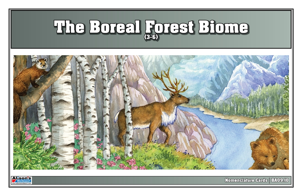 Boreal Forest Biome Nomenclature Cards (3-6) (Printed) 