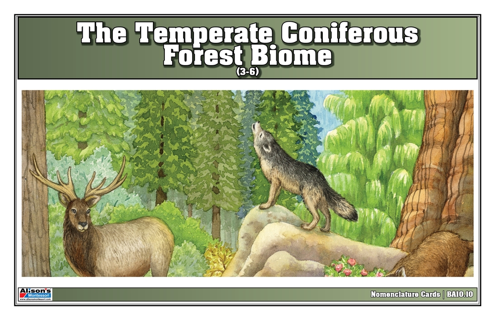 Temperate Coniferous Forest Biome Nomenclature Cards (3-6) (Printed) 