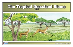 Tropical Grassland Biome Nomenclature Cards (3-6)
