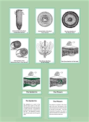 Montessori Materials: Internal Parts of Plant