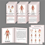 Montessori Materials: The Muscular System, Elementary