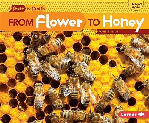 From Flower to Honey (Library Bound)
