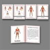 The Muscular System, Early Childhood
