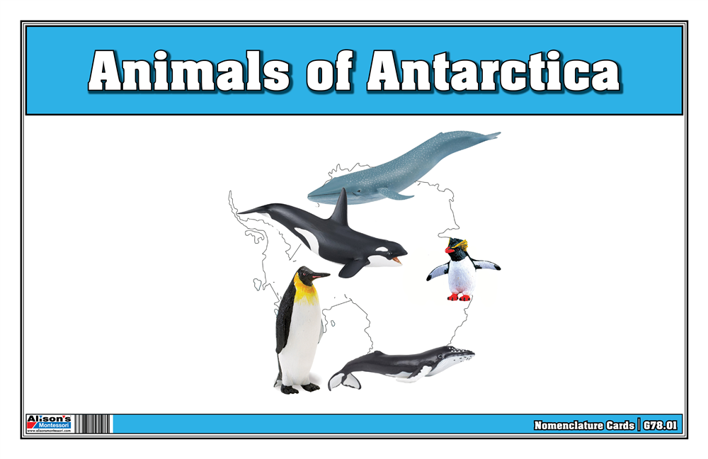  Animals of Antarctica Nomenclature Cards