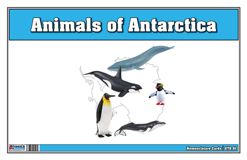 Animals of Antarctica Nomenclature Cards (Printed)