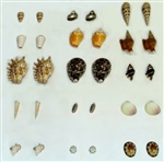 Seashells Matching- Object to Object