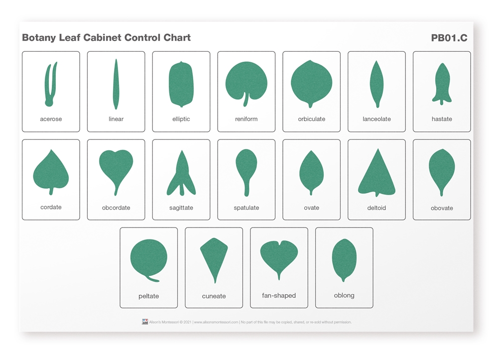 Botany Leaf Cabinet Control Chart (Laminated) 