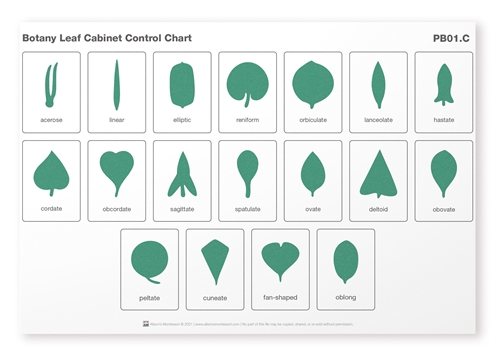 Botany Leaf Cabinet Drawer Control Charts