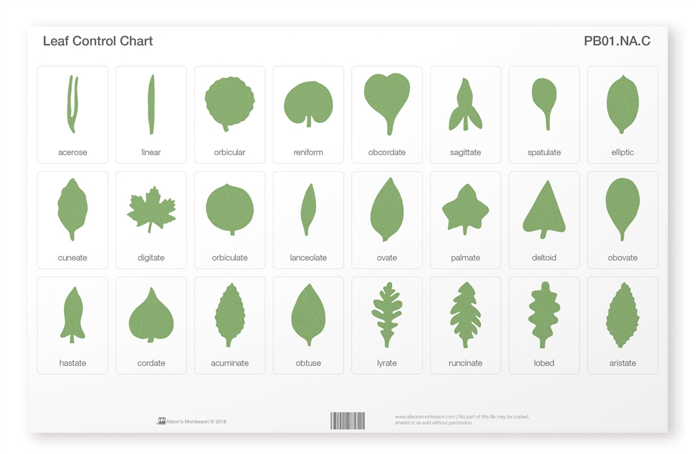 North American Botany Leaf Cabinet Control Chart (Laminated)