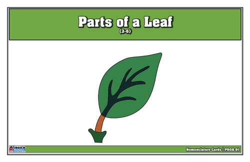 Parts of a Leaf (Printed)