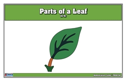 Parts of a Leaf Puzzle Nomenclature Cards (6-9)