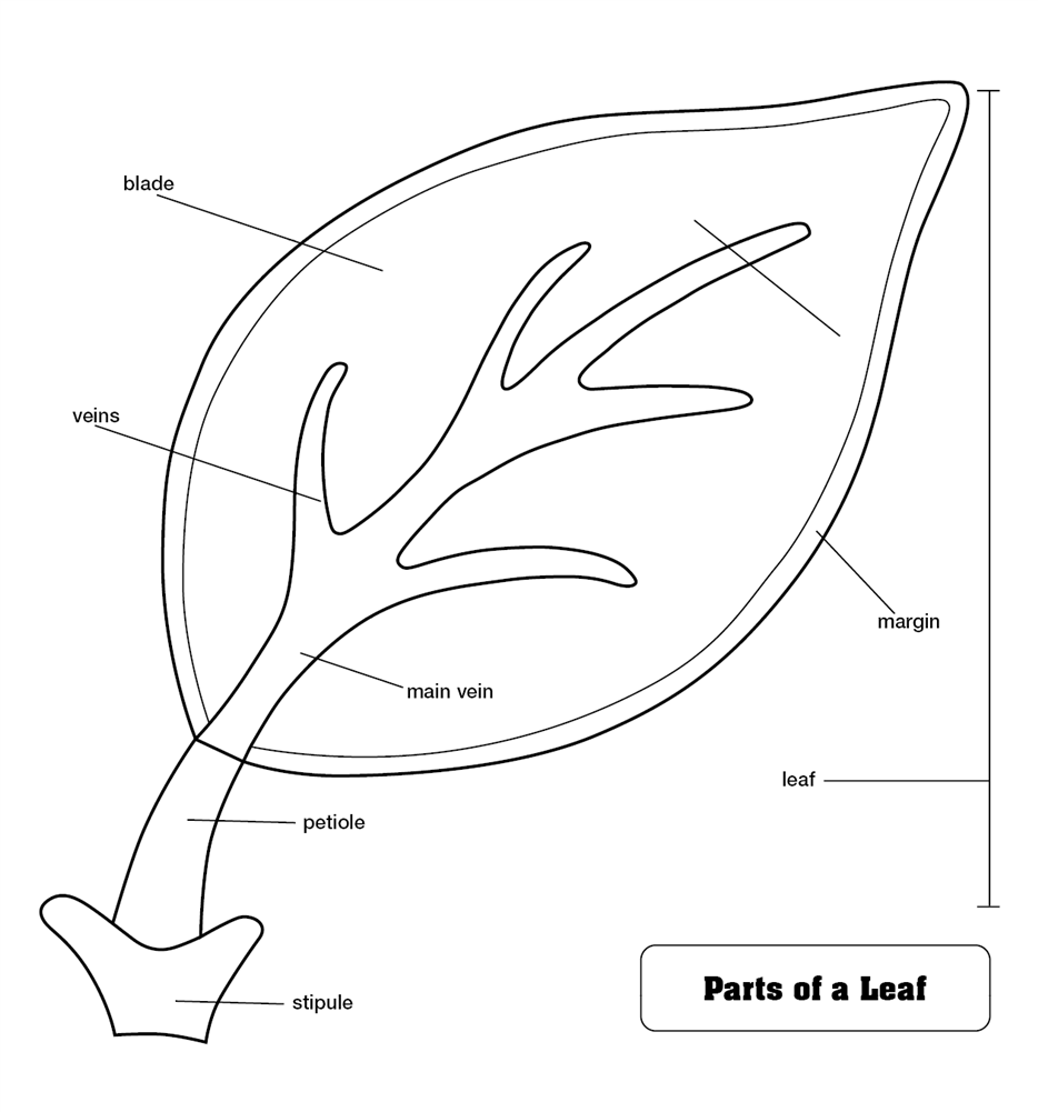 Montessori Materials: Parts of a Leaf Puzzle Control Chart (Premium ...