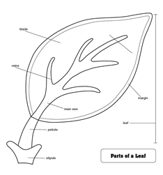 Parts of a Leaf Puzzle Control Chart (Premium Quality)