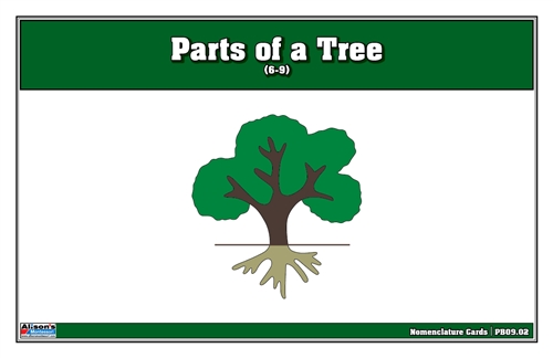 Parts of a Tree Puzzle Nomenclature Cards (6-9)