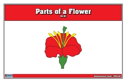 Parts of a Flower Puzzle Nomenclature Cards(6-9)