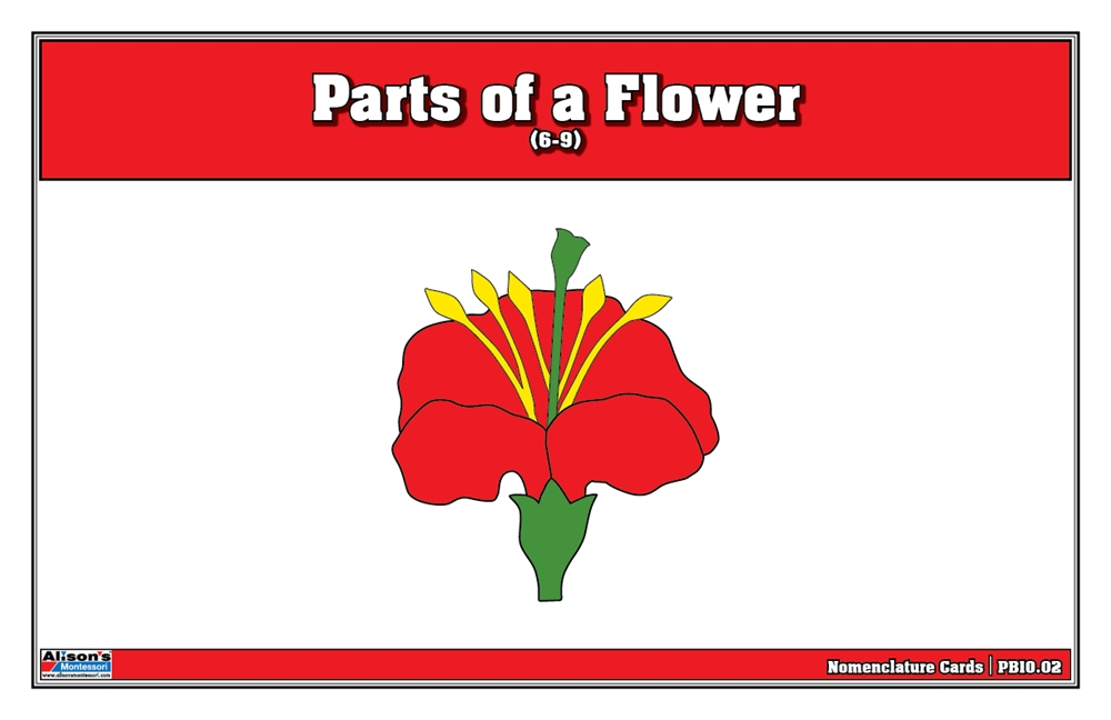  Parts of a Flower Puzzle Nomenclature Cards (6-9) (Premium Quality)