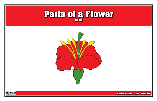 Parts of a Flower Puzzle Nomenclature Cards(6-9)