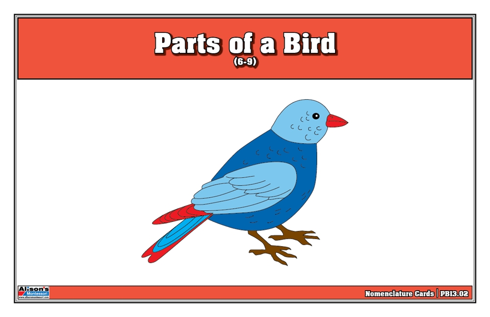 NEW Montessori Zoology Puzzles Parts of a Bird Puzzle 