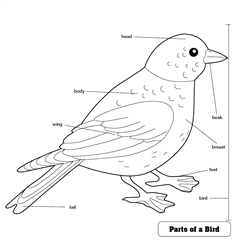 Parts of a Bird Puzzle Control Chart (Premium Quality)