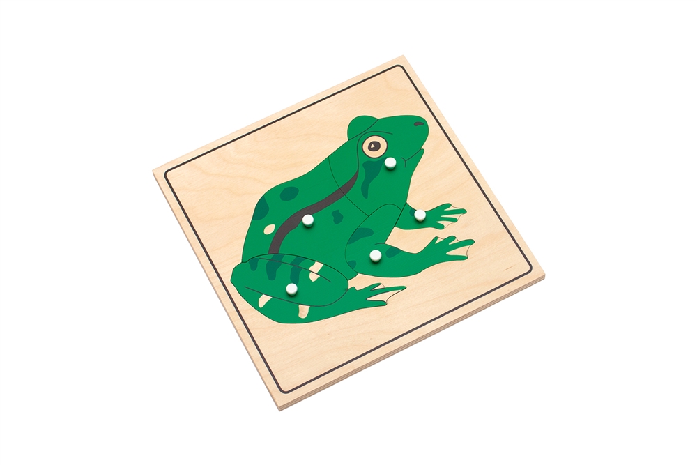  Parts of a Frog Puzzle