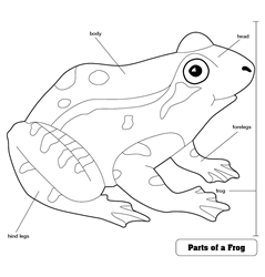 Parts of a Frog Puzzle Control Chart (Premium Quality)