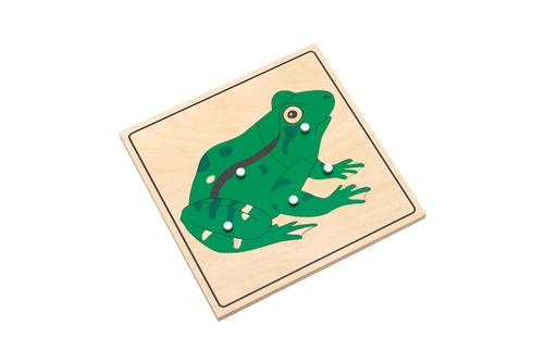 Parts of a Frog Puzzle with Nomenclature Cards (3-6) (Premium Quality)