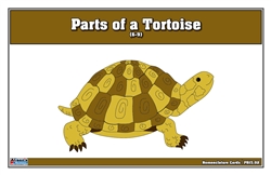 Parts of a Tortoise Puzzle Nomenclature Cards (6-9)