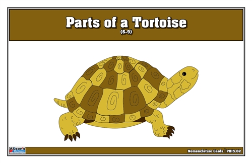 Parts of a Tortoise Puzzle Nomenclature Cards (6-9)