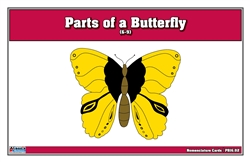 Parts of a Butterfly Puzzle Nomenclature Cards (6-9)