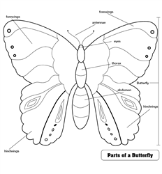 Parts of a Butterfly Puzzle Control Chart (Premium Quality)