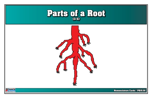 Parts of a Root Puzzle Nomenclature Cards (3-6)