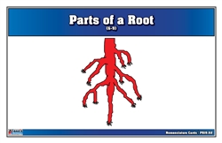 Parts of a Root Puzzle Nomenclature Cards (6-9)