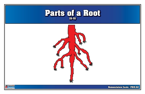 Parts of a Root Puzzle Nomenclature Cards (6-9)