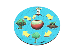 Life Cycle of an Apple