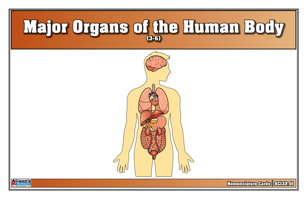 Major Organs of the Human Body Nomenclature Cards (Printed) 