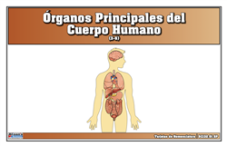 Major Organs Nomenclature Cards (Spanish)