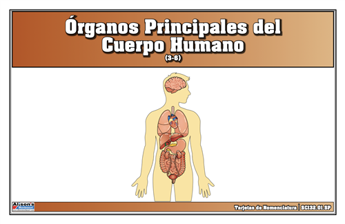 Major Organs Nomenclature Cards (Spanish)