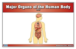 Major Organs of the Human Body Nomenclature Cards (6-9) (Printed)