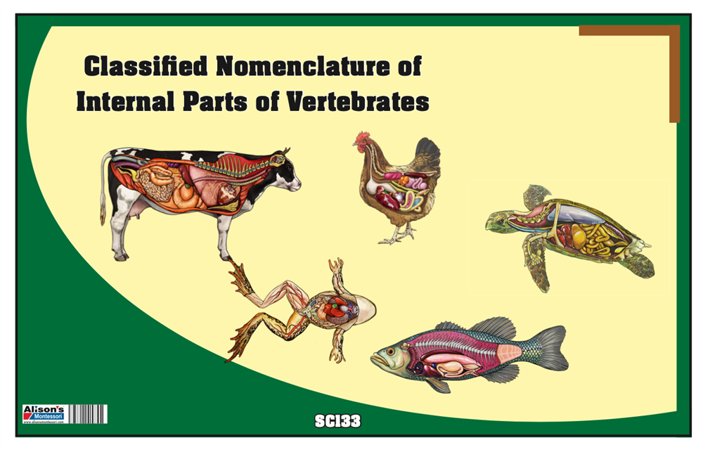 Montessori: Classified Nomenclature of Internal Parts of Vertebrates