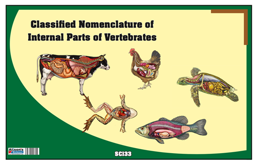 Classified Nomenclature of Internal Parts of Vertebrates