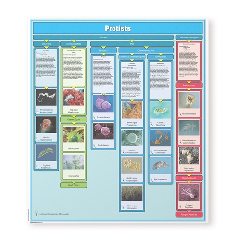 Protists Kingdom Chart w/ Cards