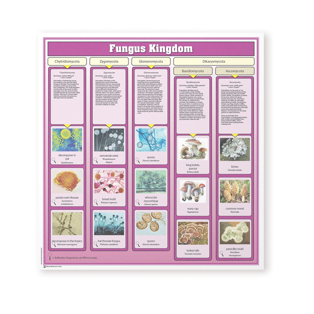  Fungus Kingdom Chart w/Cards