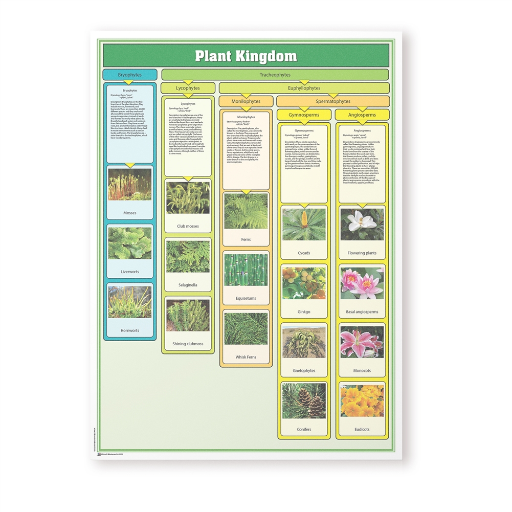 Plant Kingdom Chart w/ Cards 