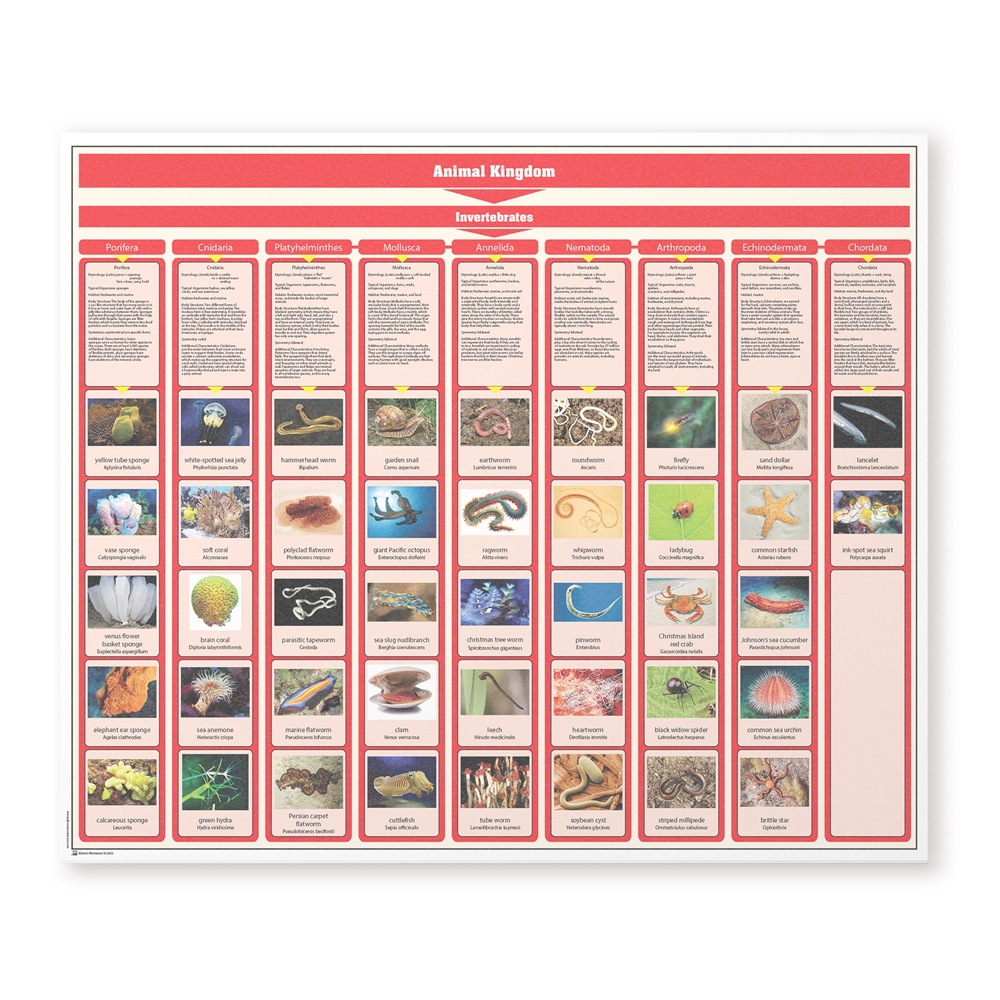 Animal Kingdom Chart w/Cards - Invertebrates