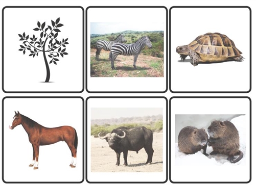 Montessori Materials: Animal Classification Cards: eating habits